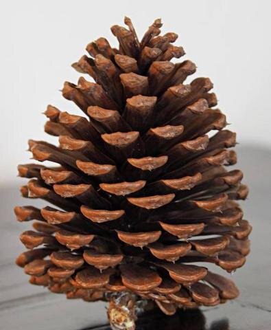 pinecone2.jpg