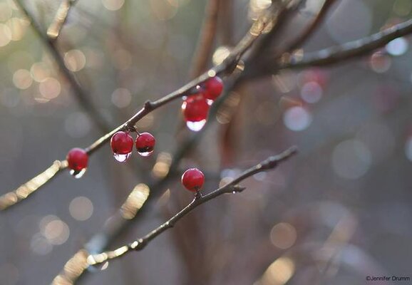 berries2-6-16a.jpg