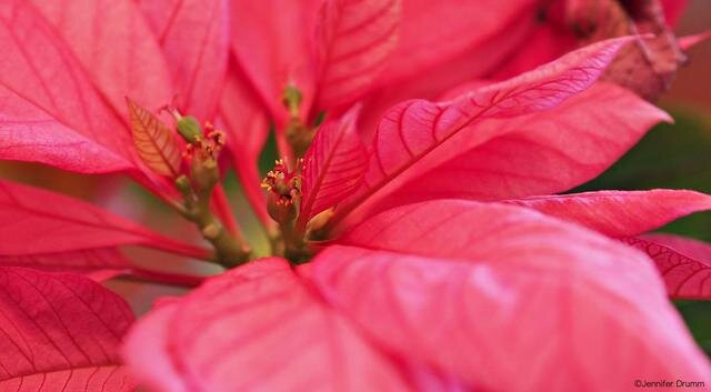 Poinsettia3.jpg