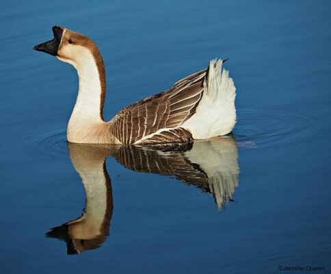 Goose1_2-26-16.jpg