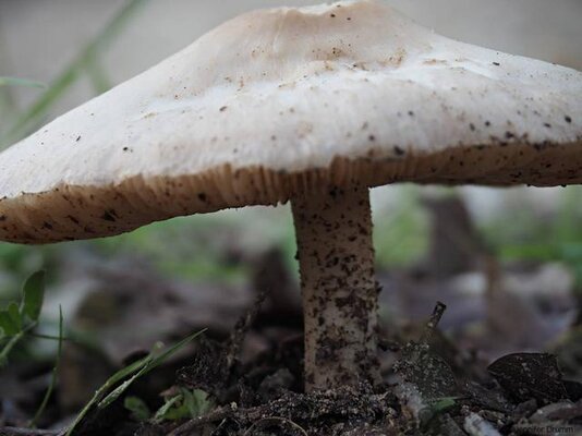 Mushroom1_3-12-2016.jpg