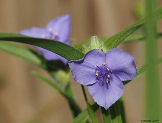 SpiderWort3-12-2016.jpg