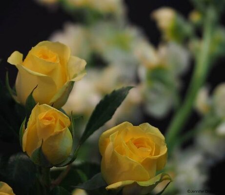 YellowRoses5_3-14-16.jpg