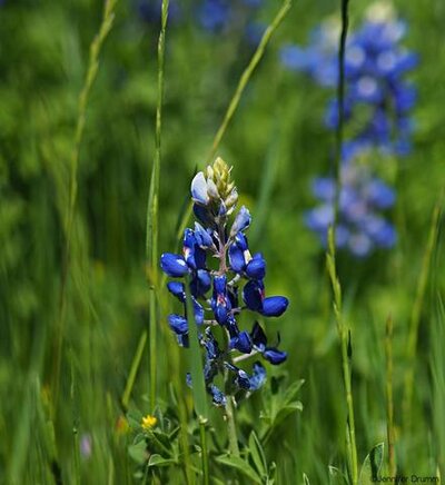 bluebonnets3-25-16b.jpg