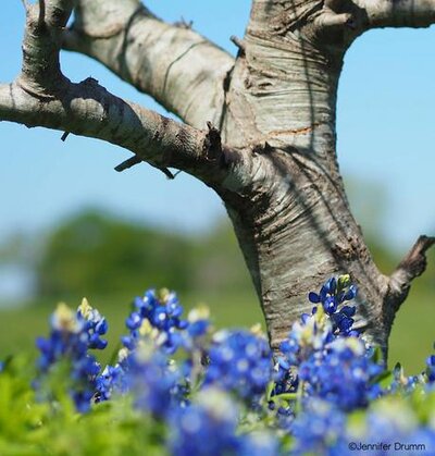 bluebonnets3-25-16c.jpg